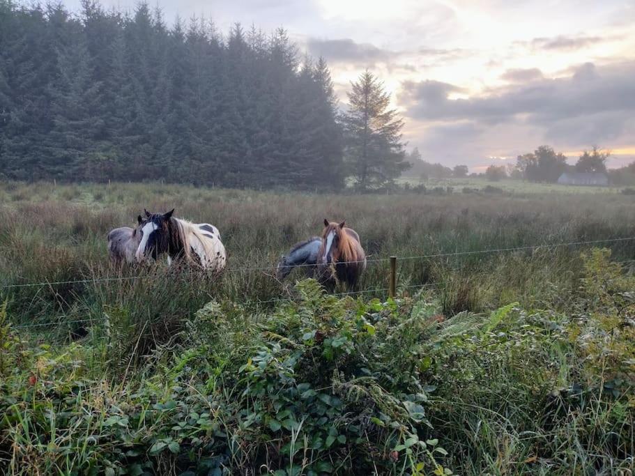 Forest View Cabin Ballaghaderreen Esterno foto